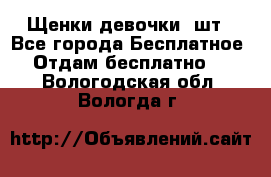 Щенки девочки 4шт - Все города Бесплатное » Отдам бесплатно   . Вологодская обл.,Вологда г.